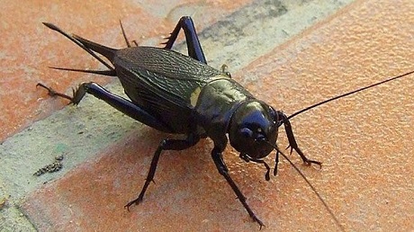 20170103044116ecbef123848ff2b5e23e71ad58713155 (1).jpg