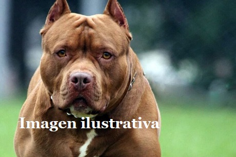 742185-663509-47214-pidssdftbull-0.jpg