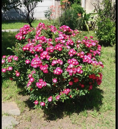 746dd705-9de5-4496-9dde-f1b4cc8084ed.jpg