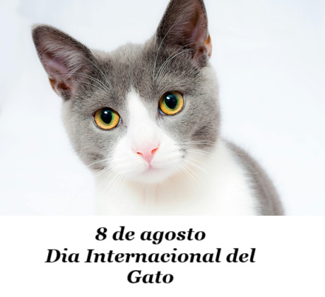 Feliz día del gato.jpg