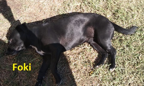 Foky.jpg