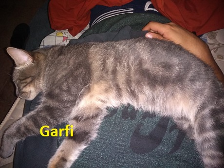 Garfi.jpg