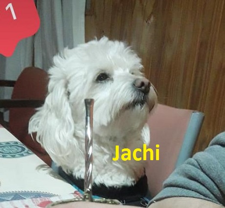 Jachi.jpg