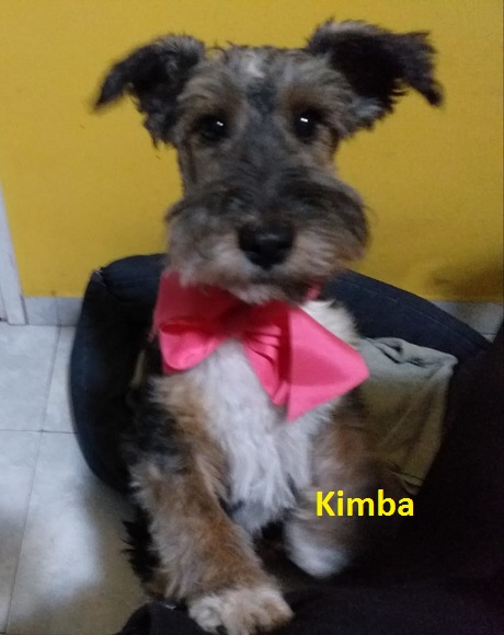 Kimba.jpg
