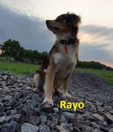 Rayo perr.jpg