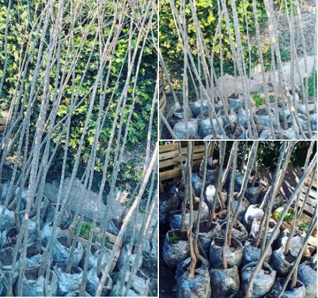 WhatsApp Image 2021-06-23 at 10.10.11[8320ccdde].jpg