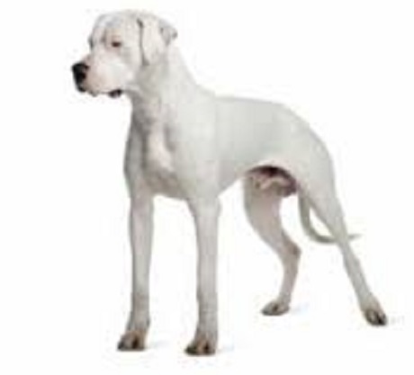 dogo.jpg
