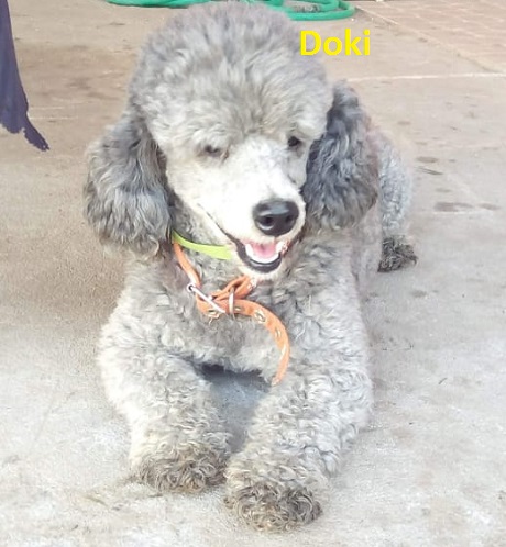 doki.jpg