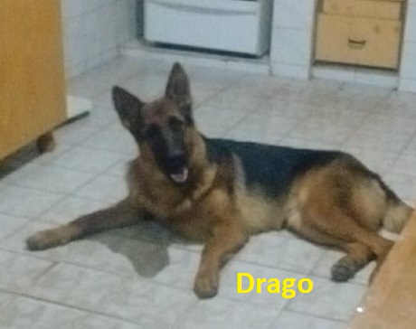 drago.jpg