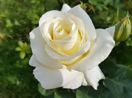 florblanca.jpg