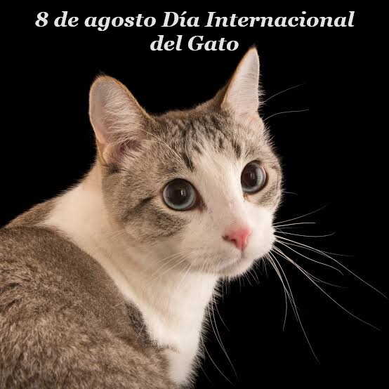 gato.jpg