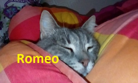 gatromeo.jpg