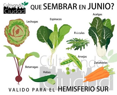 huertajunio2020.jpg
