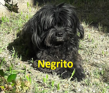 negritoperr.jpg